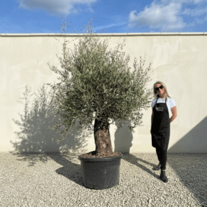 B26 Gnarled Olive Tree (Bella)