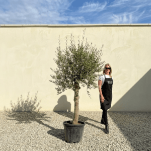 Tuscan Olive Tree (Verde) B267