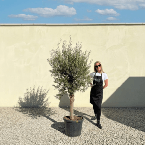 Tuscan Olive Tree (Verde) B268