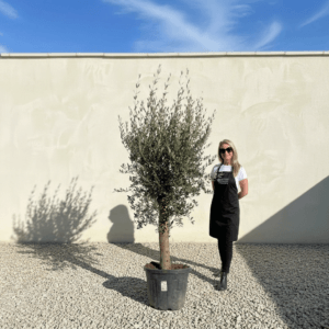 Tuscan Olive Tree (Verde) B272