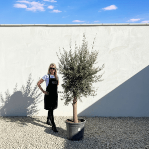 Tuscan Olive Tree (Verde) B275