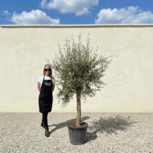 Tuscan Olive Tree (Verde) B279
