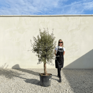 Tuscan Olive Tree (Verde) B281