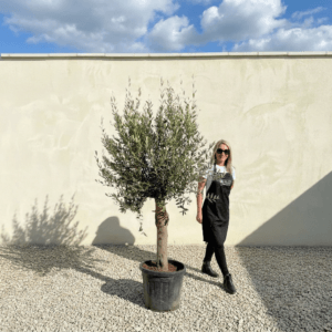 Tuscan Olive Tree (Verde) B282