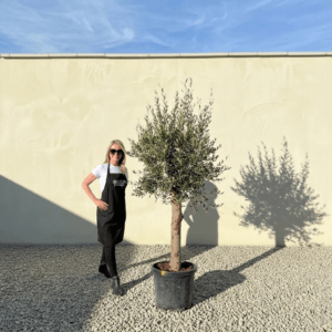 Tuscan Olive Tree (Verde) B285