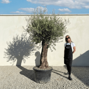 B29 Gnarled Olive Tree (Bella)