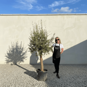 Tuscan Olive Tree (Verde) B290