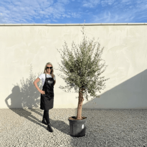 Tuscan Olive Tree (Verde) B295
