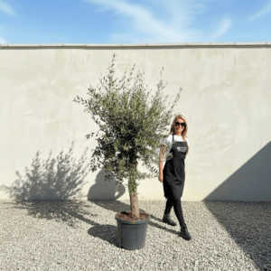 Tuscan Olive Tree (Verde) B299