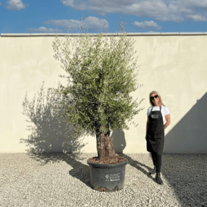 B3 Gnarled Olive Tree (Bella)