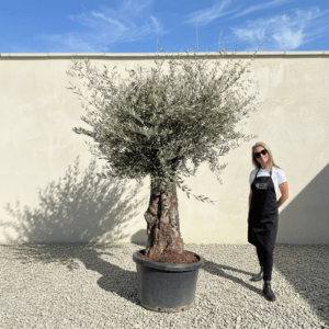 B30 Gnarled Olive Tree (Bella)