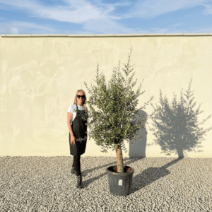 Tuscan Olive Tree (Verde) B303