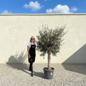 Tuscan Olive Tree (Verde) B304