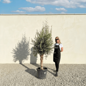Tuscan Olive Tree (Verde) B308