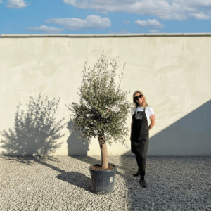 Tuscan Olive Tree (Verde) B310