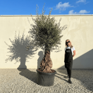 B32 Gnarled Olive Tree (Bella)