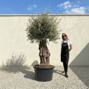 B34 Gnarled Olive Tree (Bella)