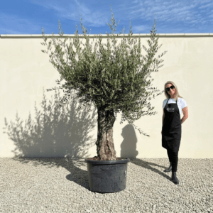 B35 Gnarled Olive Tree (Bella)