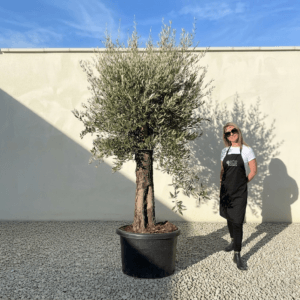 B36 Gnarled Olive Tree (Bella)