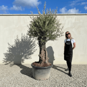 B37 Gnarled Olive Tree (Bella)