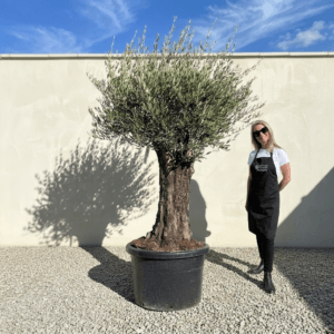 B38 Gnarled Olive Tree (Bella)