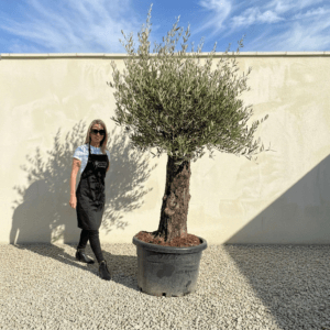 B39 Gnarled Olive Tree (Bella)