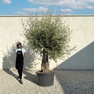 B4 Gnarled Olive Tree (Bella)