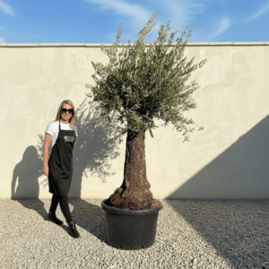 B42 Gnarled Olive Tree (Bella)