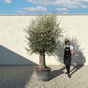 B5 Gnarled Olive Tree (Bella)