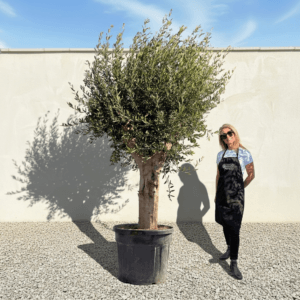 Tuscan Olive Tree B50 (Vecchio Range)