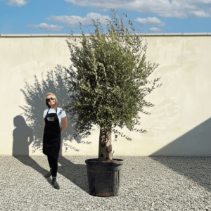 Tuscan Olive Tree B51 (Vecchio Range)