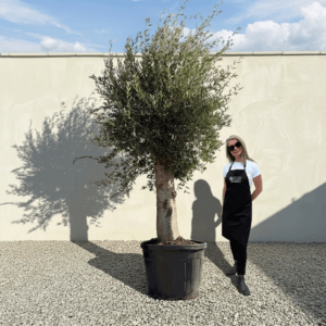 Tuscan Olive Tree B53 (Vecchio Range)