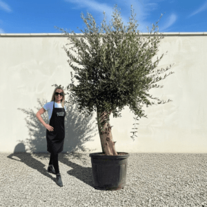 Tuscan Olive Tree B54 (Vecchio Range)