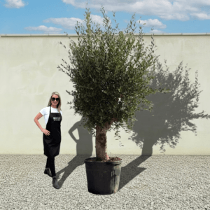 Tuscan Olive Tree B56 (Vecchio Range)