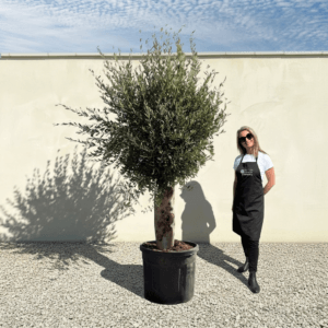 Tuscan Olive Tree B59 (Vecchio Range)