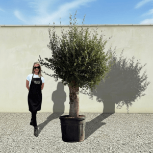 Tuscan Olive Tree B61 (Vecchio Range)