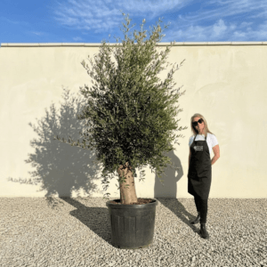Tuscan Olive Tree B62 (Vecchio Range)