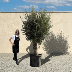 Tuscan Olive Tree B63 (Vecchio Range)