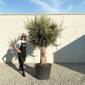 Tuscan Olive Tree B64 (Vecchio Range)