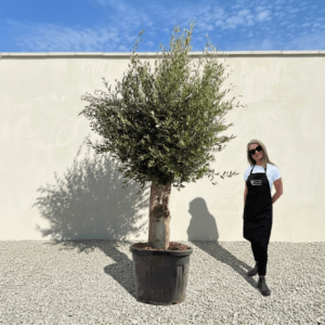 Tuscan Olive Tree B66 (Vecchio Range)