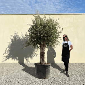 Tuscan Olive Tree B67 (Vecchio Range)