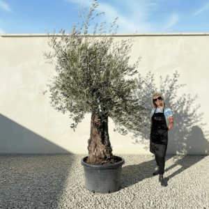 B7 Gnarled Olive Tree (Bella)