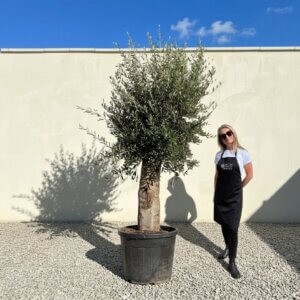 Tuscan Olive Tree B73 (Vecchio Range)