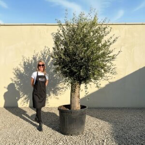 Tuscan Olive Tree B74 (Vecchio Range)