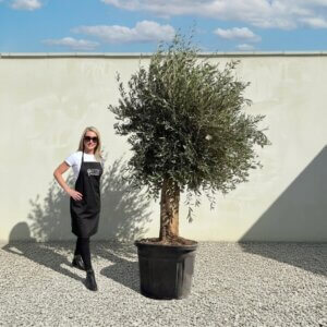 Tuscan Olive Tree B75 (Vecchio Range)