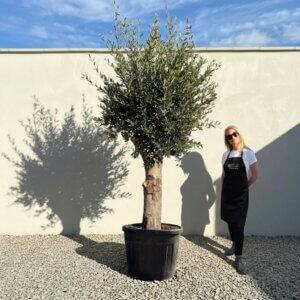 Tuscan Olive Tree B76 (Vecchio Range)