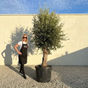Tuscan Olive Tree B77 (Vecchio Range)