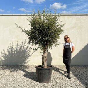 Tuscan Olive Tree B78 (Vecchio Range)