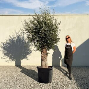 Tuscan Olive Tree B79 (Vecchio Range)
