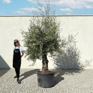 B8 Gnarled Olive Tree (Bella)